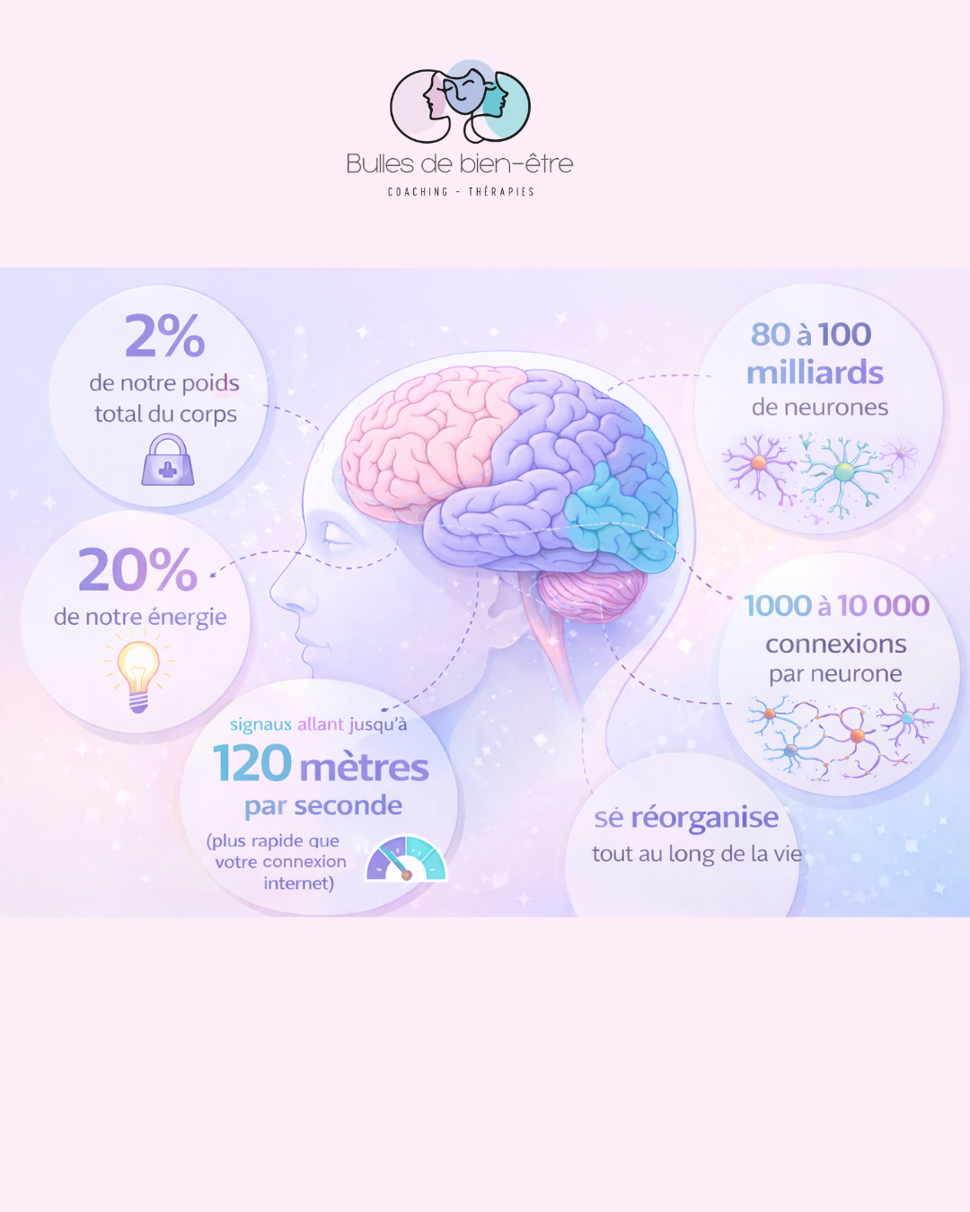Comment fonctionne le cerveau : neuroplasticité, ondes cérébrales, trauma et système nerveux